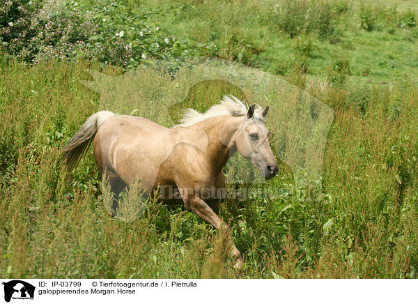 galoppierendes Morgan Horse / galloping Morgan horse / IP-03799