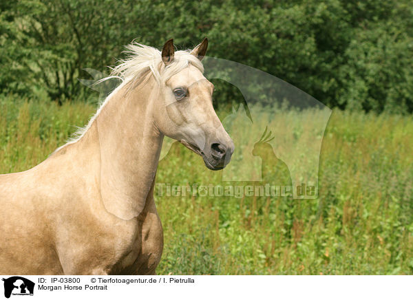 Morgan Horse Portrait / Morgan horse portrait / IP-03800