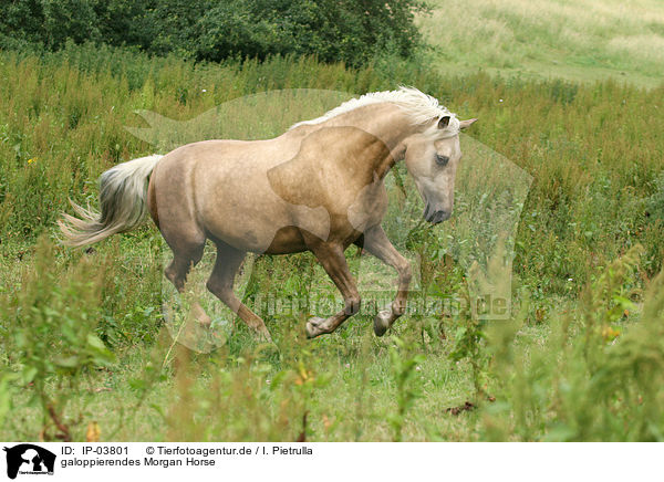 galoppierendes Morgan Horse / IP-03801
