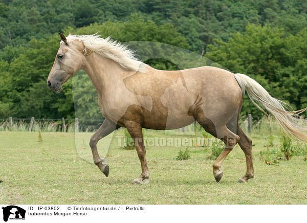 trabendes Morgan Horse / IP-03802