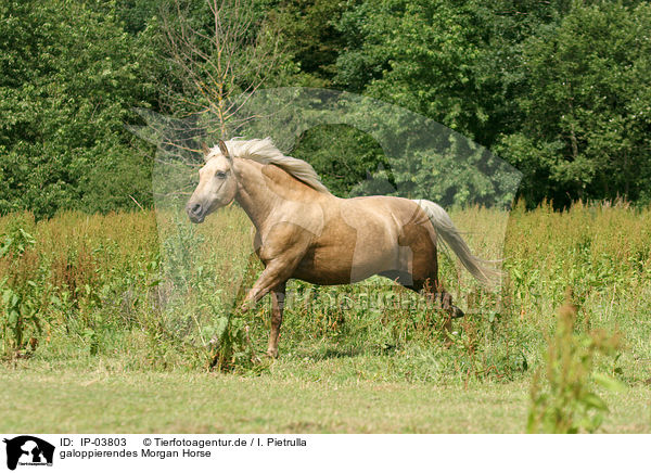 galoppierendes Morgan Horse / IP-03803