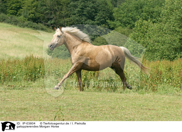 galoppierendes Morgan Horse / IP-03804