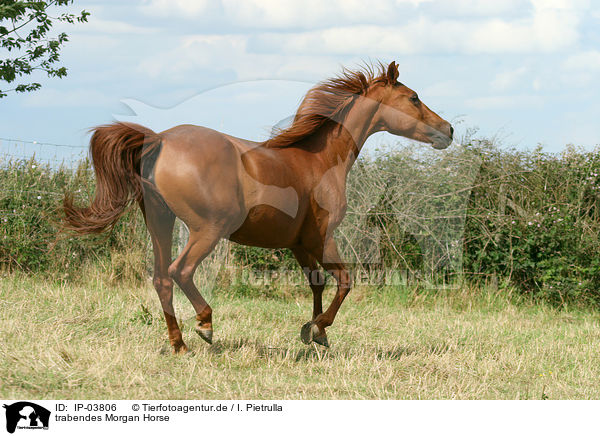 trabendes Morgan Horse / trotting Morgan horse / IP-03806