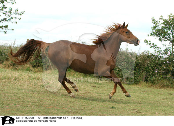 galoppierendes Morgan Horse / IP-03808