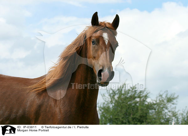 Morgan Horse Portrait / IP-03811