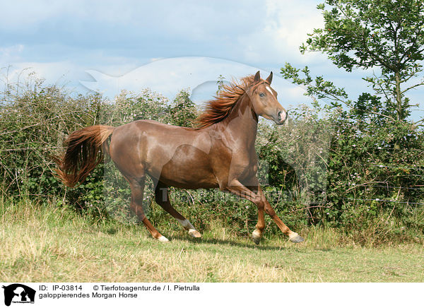 galoppierendes Morgan Horse / IP-03814