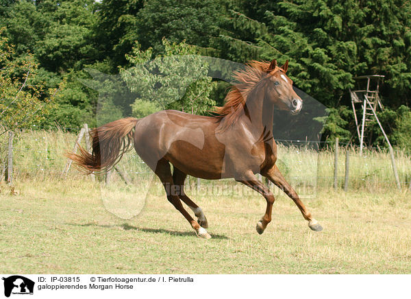 galoppierendes Morgan Horse / IP-03815