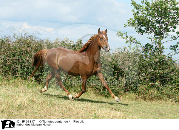 trabendes Morgan Horse / trotting Morgan horse / IP-03817