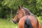 Morgan Horse Portrait