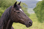 Morgan Horse Portrait