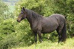 stehendes Morgan Horse