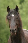 Morgan Horse Portrait