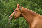 Morgan Horse Portrait