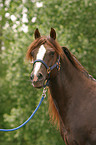 Morgan Horse Hengst