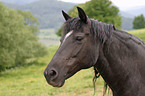 Morgan Horse Portrait