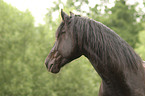 Morgan Horse Portrait