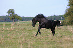 rennendes Morgan Horse