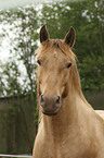 Morgan Horse Portrait