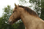 Morgan Horse Portrait