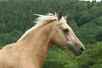 Morgan Horse Portrait