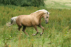 galoppierendes Morgan Horse