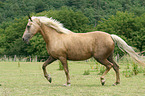 trabendes Morgan Horse