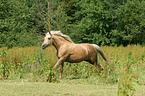 galoppierendes Morgan Horse