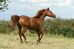 trabendes Morgan Horse