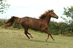 galoppierendes Morgan Horse