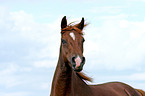 Morgan Horse Portrait