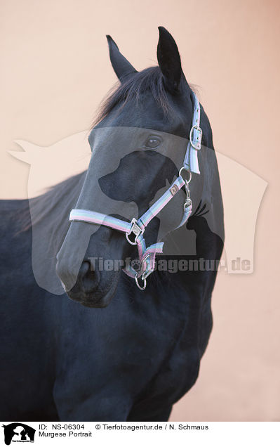 Murgese Portrait / Murgese portrait / NS-06304