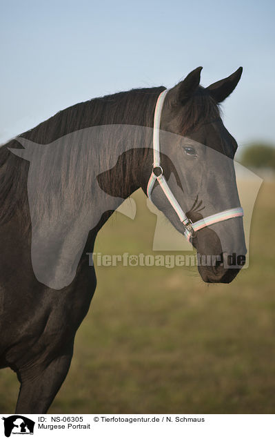 Murgese Portrait / NS-06305