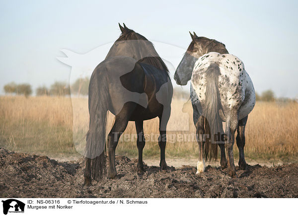 Murgese mit Noriker / Murgese with Noriker Horse / NS-06316