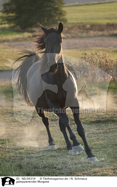 galoppierender Murgese / galloping Murgese / NS-06319