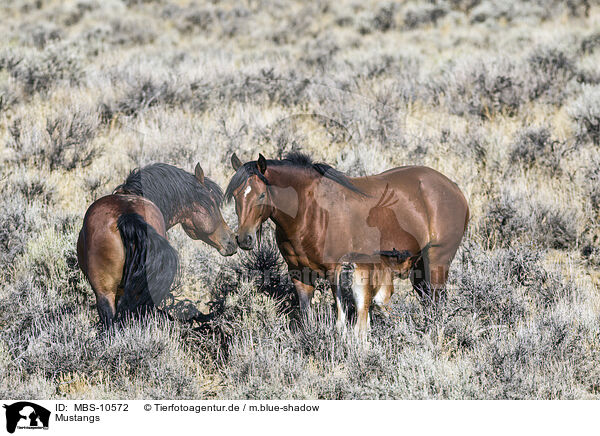 Mustangs / Mustangs / MBS-10572