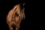 Mustang Portrait