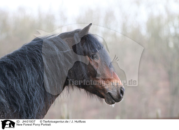 New Forest Pony Portrait / JH-01937
