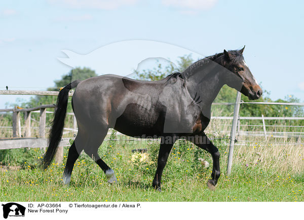 New Forest Pony / New Forest Pony / AP-03664