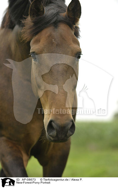 New-Forest-Pony Portrait / New-Forest-Pony Portrait / AP-08673