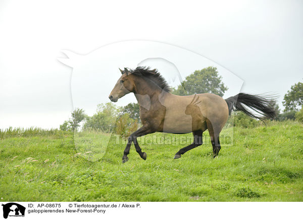 galoppierendes New-Forest-Pony / AP-08675