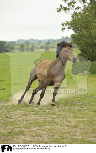 galoppierendes New-Forest-Pony / AP-08677