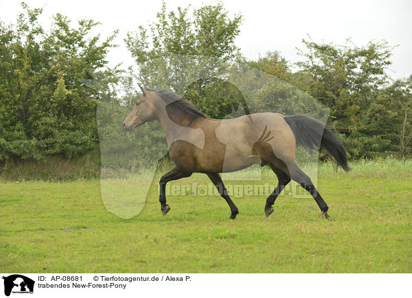 trabendes New-Forest-Pony / AP-08681