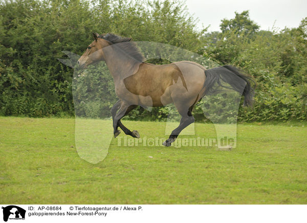 galoppierendes New-Forest-Pony / galloping New-Forest-Pony / AP-08684