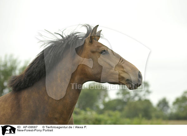 New-Forest-Pony Portrait / New-Forest-Pony Portrait / AP-08687