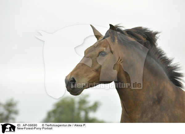 New-Forest-Pony Portrait / AP-08690