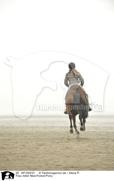 Frau reitet New-Forest-Pony / woman rides New-Forest-Pony / AP-09433