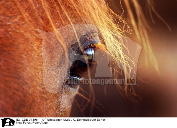 New Forest Pony Auge / CDE-01398
