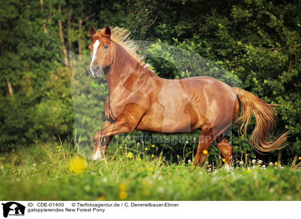 galoppierendes New Forest Pony / galloping New Forest Pony / CDE-01400