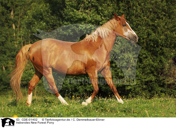 trabendes New Forest Pony / CDE-01402