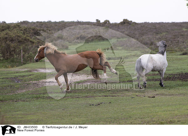New Forest Ponies / JM-03500